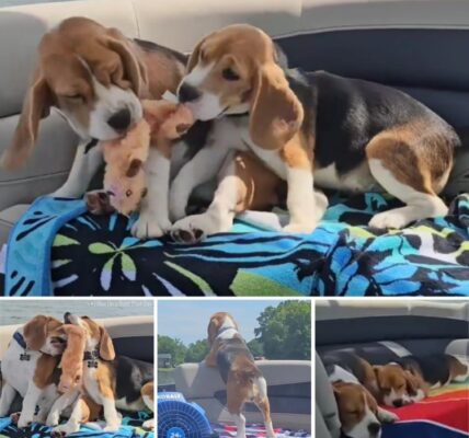 Beagle Boat Shenanigans: A Pup's Joyful Day on the Water