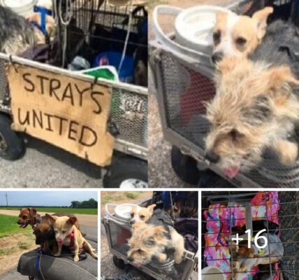 Homeless Man Saves 11 Dogs and Prepares for Cross-Country Journey with Them