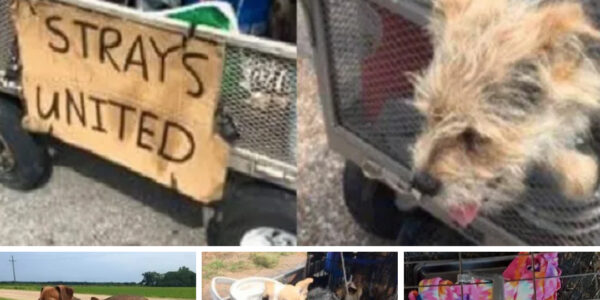 Homeless Man Saves 11 Dogs and Prepares for Cross-Country Journey with Them