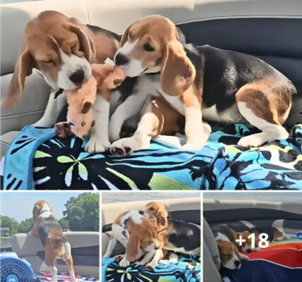 Exploring Beagle Happiness: A day of canine delight on the water. ‎