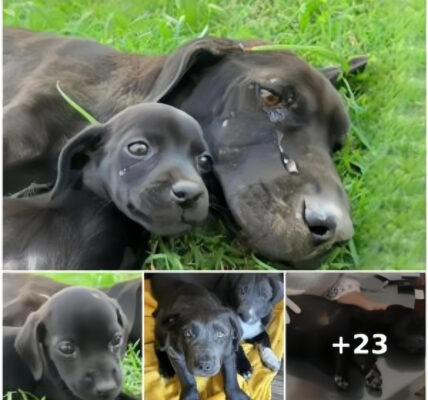 The dog cried for help because he was exhausted and could not take care of his cubs to eat and sleep.