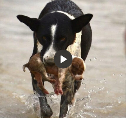 In an incredible act of heroism, this dog showed extraordinary bravery when he saved a helpless puppy swept away by strong currents, demonstrating unwavering compassion, the embodiment of true heroism.