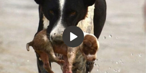 In an incredible act of heroism, this dog showed extraordinary bravery when he saved a helpless puppy swept away by strong currents, demonstrating unwavering compassion, the embodiment of true heroism.