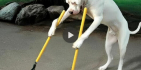 Ana the dog shows incredible dedication and kindness as she persistently tries to use everyday tools to help an old lady clean her yard.