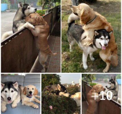 ''A Devoted Husky Breaks Free from Home, Embarking on a Determined Quest to Reunite with Its Beloved Owner.''