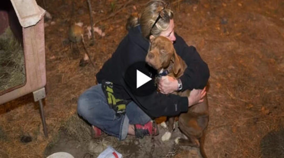 After rescuing a dog trapped in the deep forest, a kind-hearted girl gave it a warm hug until the owner arrived, reminding us of the power of kindness that transcends species boundaries.