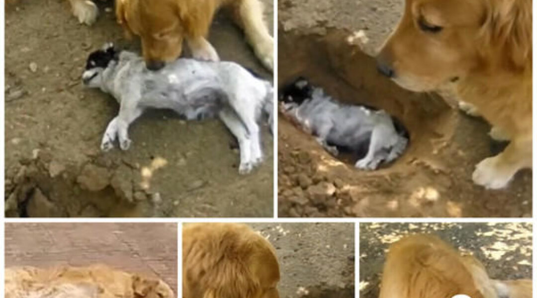 The Clever Dog Dug a Grave for His Beloved Companion, Touching the Hearts of Onlookers