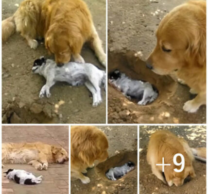 The Clever Dog Dug a Grave for His Beloved Companion, Touching the Hearts of Onlookers