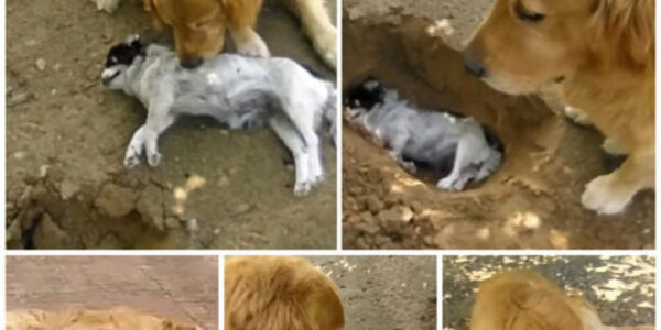 The Clever Dog Dug a Grave for His Beloved Companion, Touching the Hearts of Onlookers