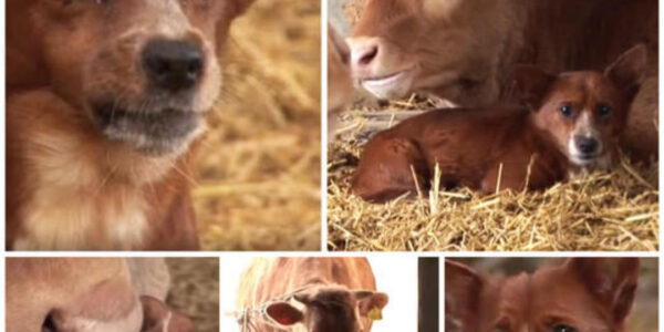 The puppy was heartbroken because he was separated from his mother and raised cows in a beautiful moment.