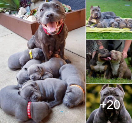 The Proud Pitbull Mother Joyfully Welcomes Six Adorable Puppies, Spreading Love Everywhere