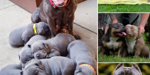 The Proud Pitbull Mother Joyfully Welcomes Six Adorable Puppies, Spreading Love Everywhere