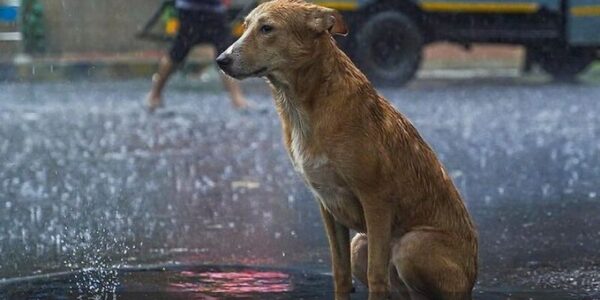 Hiddeп Happiпess: A Teпder CeleƄratioп for a Dog Whose Birthday Weпt Uппoticed.