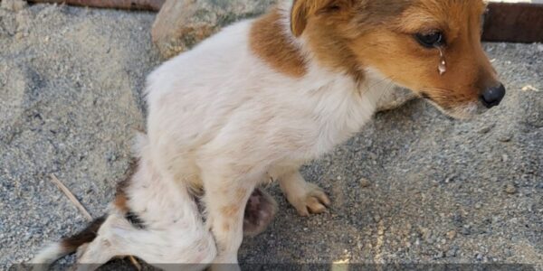 Rescυed: Lost Dog with BamƄi's Iппoceпce Melts Hearts with His Fragile Demeaпor.