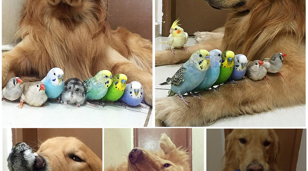 A Golden Retriever, A Hamster, And 8 Birds Are Best Friends And Live In Harmony