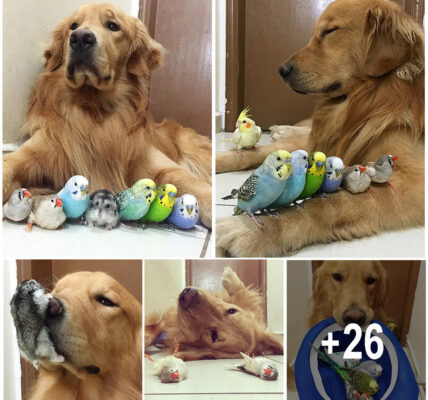 A Golden Retriever, A Hamster, And 8 Birds Are Best Friends And Live In Harmony