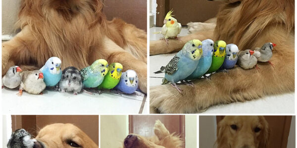 A Golden Retriever, A Hamster, And 8 Birds Are Best Friends And Live In Harmony