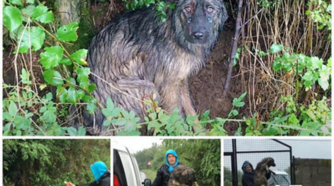 "A Faithful Dog, Left Abandoned, Waits in the Pouring Rain for Its Family to Return, Displaying Remarkable Loyalty and Devotion"