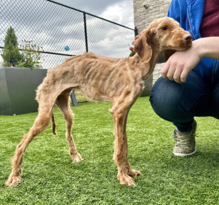 Rescued: Emaciated Dog Found After ѕᴜffeгіnɡ neɡɩeсt and Starvation