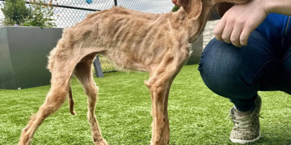 Rescued: Emaciated Dog Found After ѕᴜffeгіnɡ neɡɩeсt and Starvation