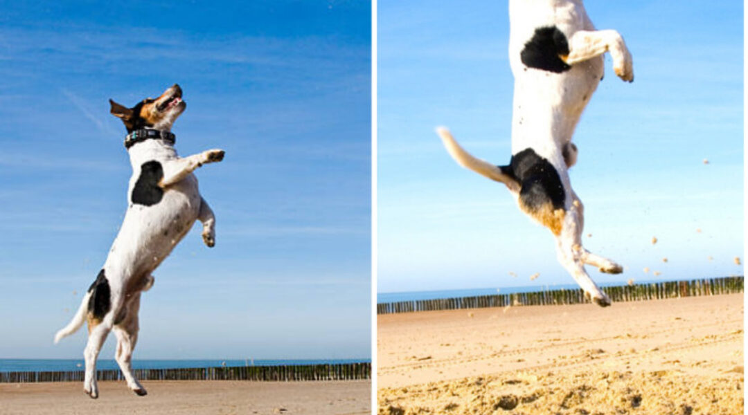 The Playful Beagle with a Passion for Jumping High on the Sand