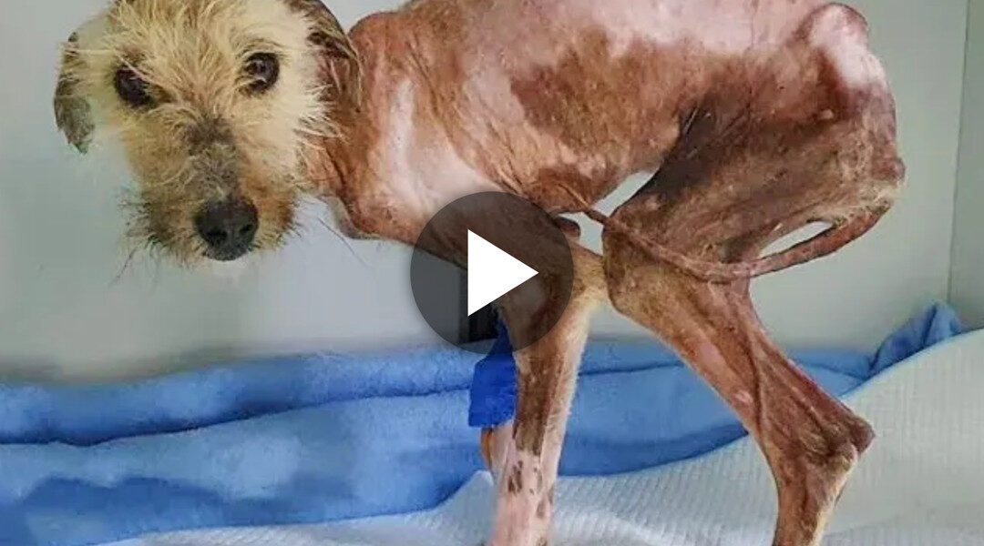 Emaciated Dog Survives Six Months of Starvation and Painful Sores, Desperately Seeking Care