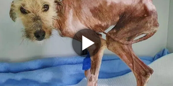 Emaciated Dog Survives Six Months of Starvation and Painful Sores, Desperately Seeking Care