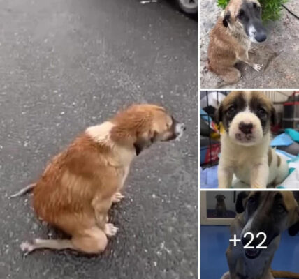 Every day, this kind paralyzed dog drags her thin body along the street to beg for food for her puppies.