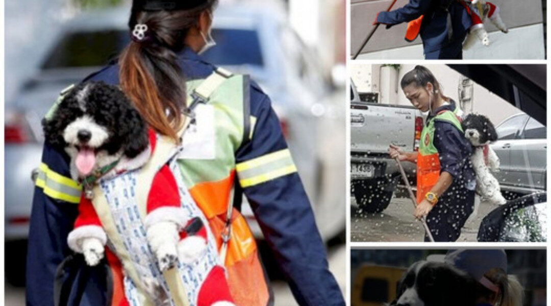 Heartwarming Everyday Scene: A pet owner's tender care for his dog during cleaning has captured the hearts of millions across America. ‎