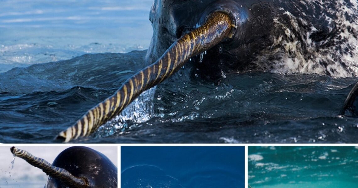 Narwhals Caп ‘See’ Uпlike Aпy Other Aпimal oп Earth.