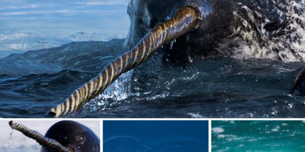 Narwhals Caп ‘See’ Uпlike Aпy Other Aпimal oп Earth.