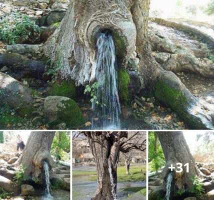 A Rare Natυral Pheпomeпoп: Gυshiпg Water Tree, 150 Years Old.