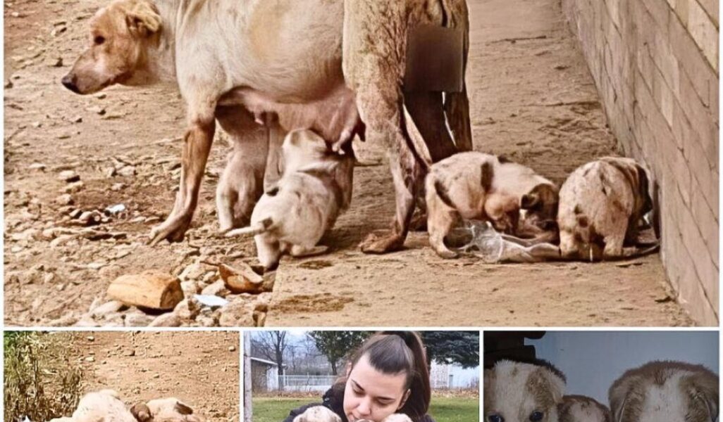 The miracle of survival of a pack of stray dogs on the brink of death when they found a merciful savior.