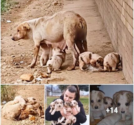 The miracle of survival of a pack of stray dogs on the brink of death when they found a merciful savior.