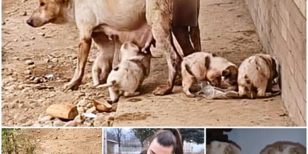 The miracle of survival of a pack of stray dogs on the brink of death when they found a merciful savior.