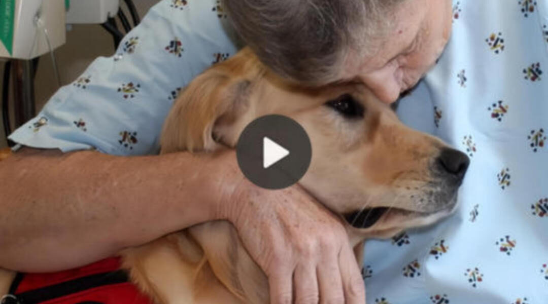 Resolute in loyalty, the dog gently bestowed a consoling kiss upon the forsaken infant, a poignant act that stirred the compassion of all onlookers.