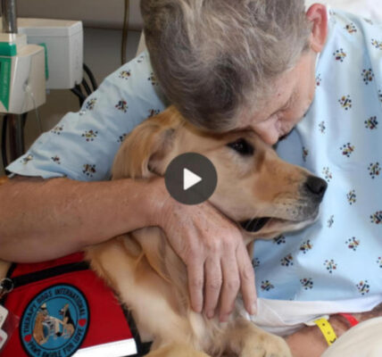 Resolute in loyalty, the dog gently bestowed a consoling kiss upon the forsaken infant, a poignant act that stirred the compassion of all onlookers.