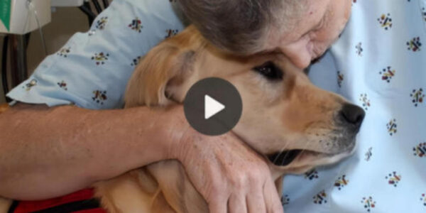 Resolute in loyalty, the dog gently bestowed a consoling kiss upon the forsaken infant, a poignant act that stirred the compassion of all onlookers.