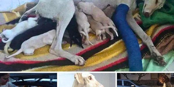 Stray Dog with Broken Leg Leads Vet to Discover Hidden Nest of Puppies.