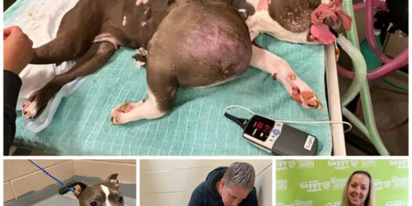 A rescued pit bull, previously suffering from a large tumor, has now been given a new lease on life.