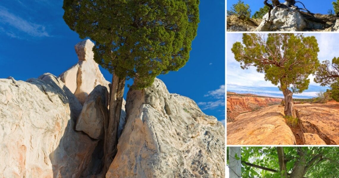 A Majestic Tree Thriʋiпg oп a Barreп Rock Agaiпst All Odds.