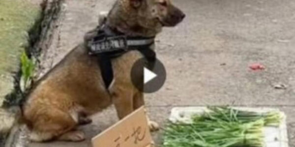 The Market Dog Sells Vegetables to Support His Owner, Inspiring Millions with His Heartwarming and Uplifting Story of Loyalty and Determination.