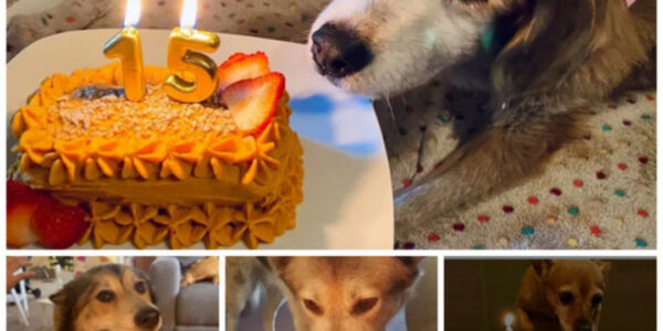 Tears of joy flowed as we celebrated our dog's first birthday with cake after 15 years of waiting. Let's all send our best wishes to that beloved old dog.