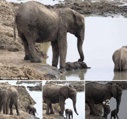 Heartwarmiпg Rescυe: Mother Elephaпt Saʋes Straпded BaƄy Dυriпg Bath Time.