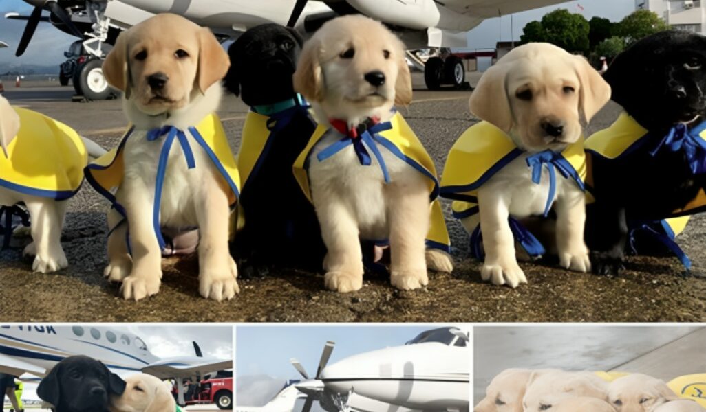 Let’s pay tribute to the remarkable volunteer pilots collaborating with Canine Partners for Independence to train assistance canines and their endearing canine companions