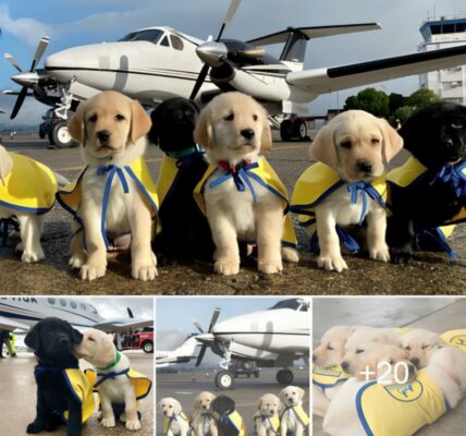 Let’s pay tribute to the remarkable volunteer pilots collaborating with Canine Partners for Independence to train assistance canines and their endearing canine companions