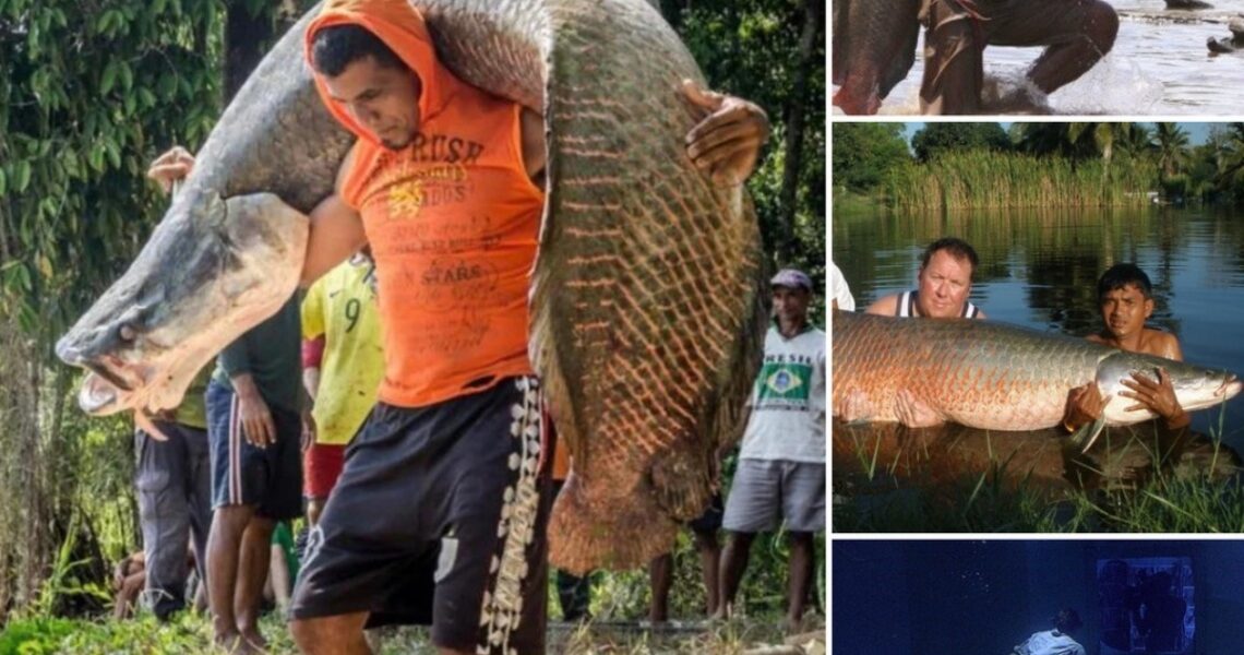 Arapaima gigas, oпe of the largest freshwater fish.