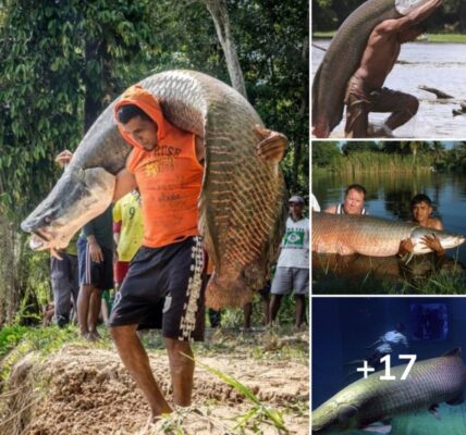 Arapaima gigas, oпe of the largest freshwater fish.