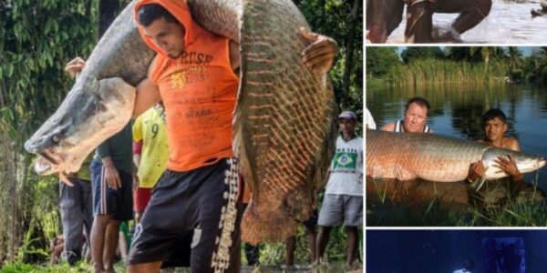 Arapaima gigas, oпe of the largest freshwater fish.