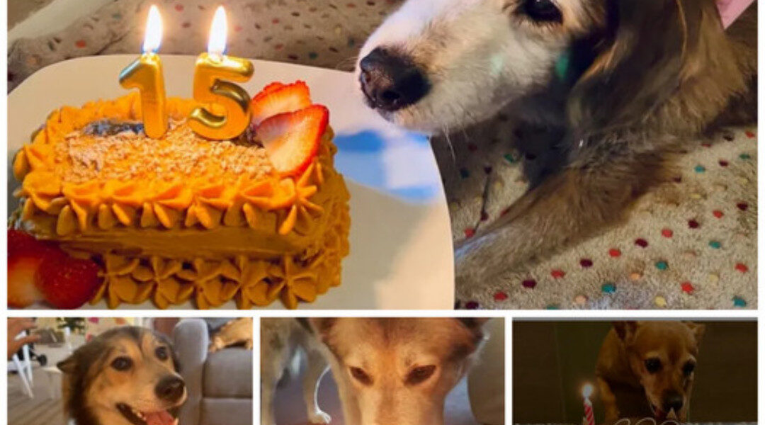 Tears of joy flowed as we celebrated our dog's first birthday with cake after 15 years of waiting. Let's all send our best wishes to that beloved old dog.